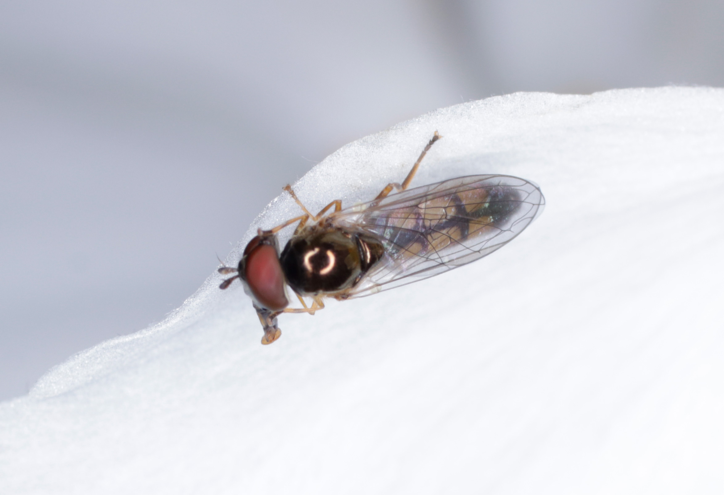 Syrphidae: Melanostoma mellinum